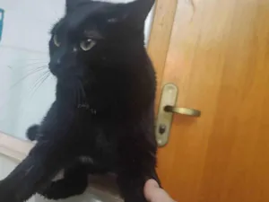 Gato raça SRD-ViraLata idade 1 ano nome Maio