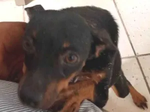 Cachorro raça Pinscher idade 3 anos nome Vitória e deolane