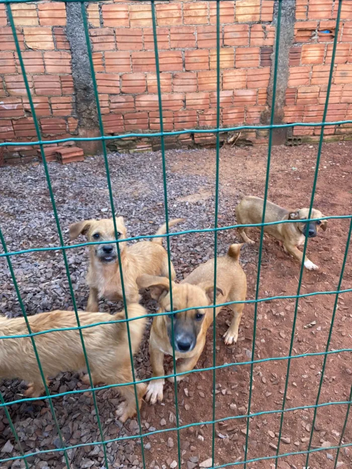 Cachorro ra a SRD-ViraLata idade 2 a 6 meses nome 5 cachorrinhos 