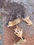 5 cachorrinhos 