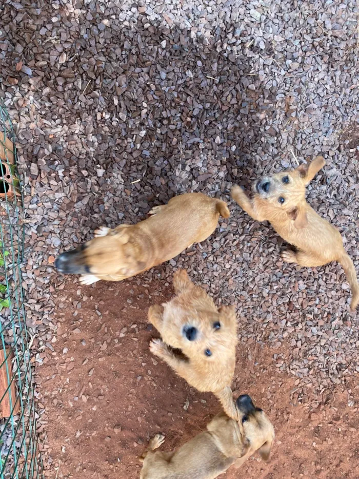 Cachorro ra a SRD-ViraLata idade 2 a 6 meses nome 5 cachorrinhos 