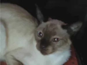 Gato raça Siamês idade 1 ano nome Prejuno