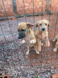 5 cachorrinhos 
