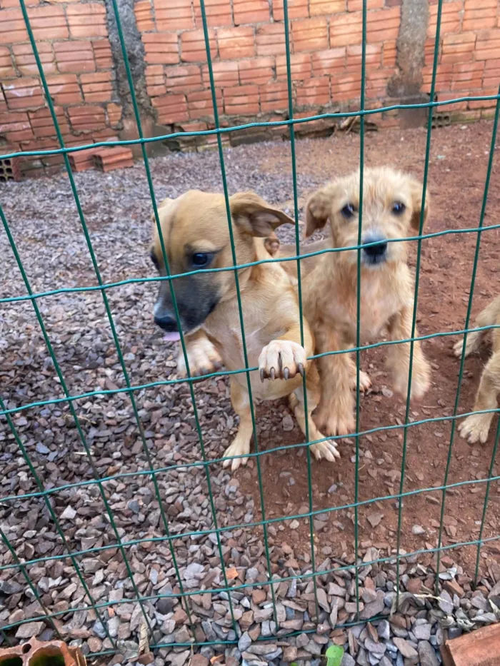 Cachorro ra a SRD-ViraLata idade 2 a 6 meses nome 5 cachorrinhos 