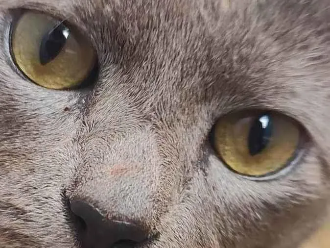 Gato ra a SRD-ViraLata idade 1 ano nome Sturty