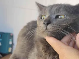 Gato raça SRD-ViraLata idade 1 ano nome Sturty