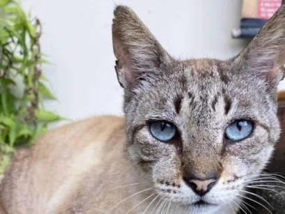 Gato raça SRD-ViraLata idade 7 a 11 meses nome Sem nome