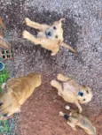 5 cachorrinhos 
