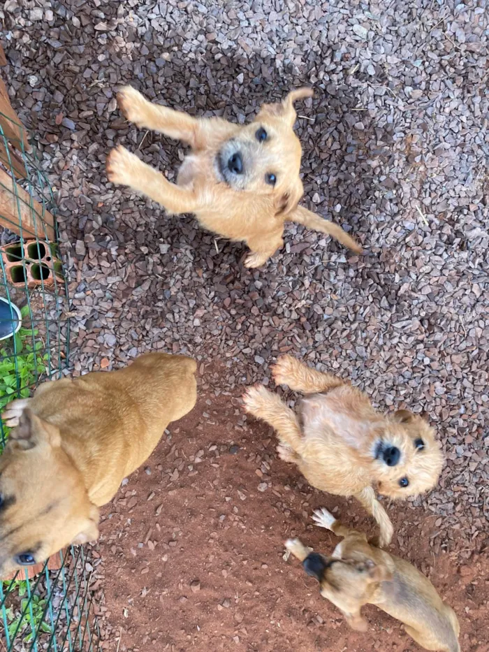 Cachorro ra a SRD-ViraLata idade 2 a 6 meses nome 5 cachorrinhos 