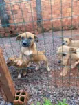 5 cachorrinhos 