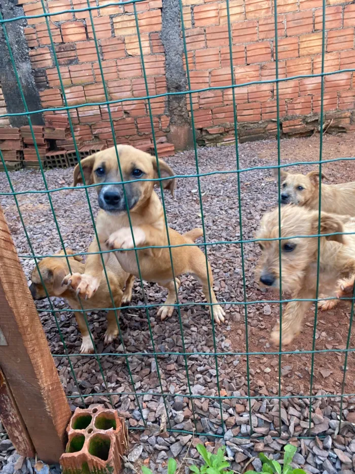 Cachorro ra a SRD-ViraLata idade 2 a 6 meses nome 5 cachorrinhos 