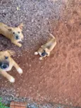 5 cachorrinhos 