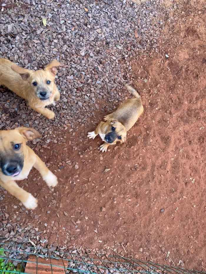 Cachorro ra a SRD-ViraLata idade 2 a 6 meses nome 5 cachorrinhos 