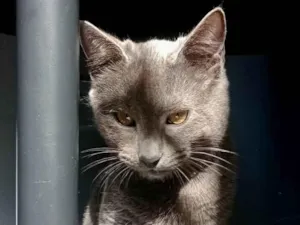 Gato raça SRD-ViraLata idade 2 a 6 meses nome Basalto/fumaça 