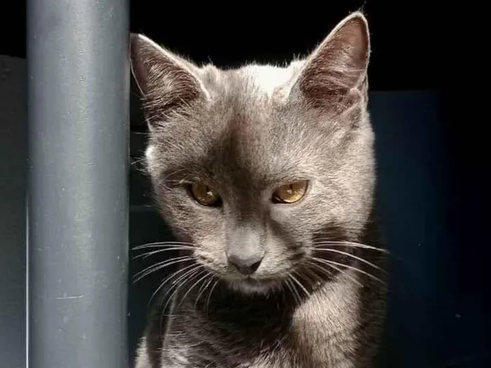 Gato ra a SRD-ViraLata idade 2 a 6 meses nome Basalto/fumaça 