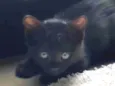 Ebony