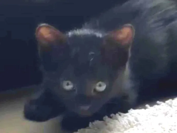 Gato ra a SRD-ViraLata idade 2 a 6 meses nome Ebony