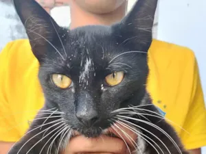 Gato raça Exótico idade 7 a 11 meses nome Garçom 