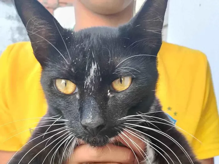 Gato ra a Exótico idade 7 a 11 meses nome Garçom 
