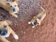 5 cachorrinhos 