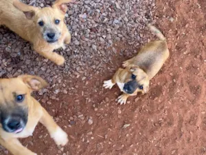 Cachorro raça SRD-ViraLata idade 2 a 6 meses nome 5 cachorrinhos 