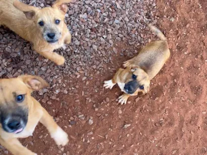 Cachorro raça SRD-ViraLata idade 2 a 6 meses nome 5 cachorrinhos 