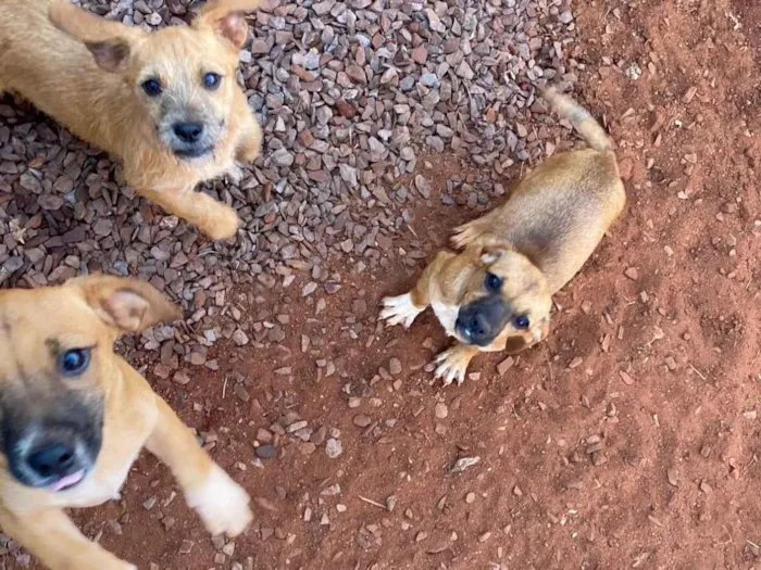 Cachorro ra a SRD-ViraLata idade 2 a 6 meses nome 5 cachorrinhos 