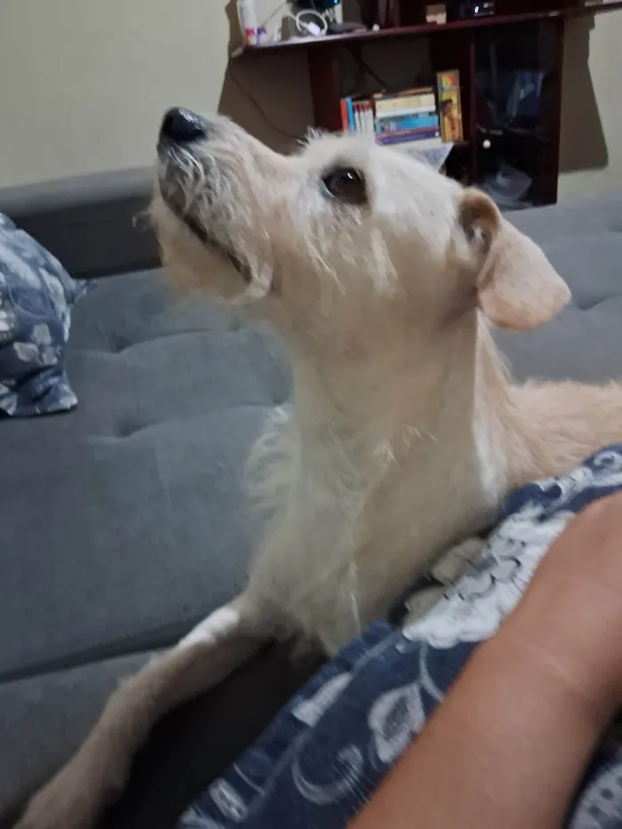 Cachorro ra a SRD-ViraLata idade 6 ou mais anos nome Sansão 