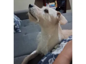 Cachorro raça SRD-ViraLata idade 6 ou mais anos nome Sansão 