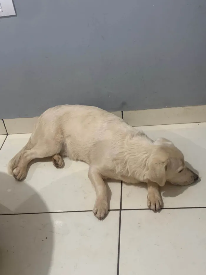 Cachorro ra a SRD-ViraLata idade 7 a 11 meses nome Gohan
