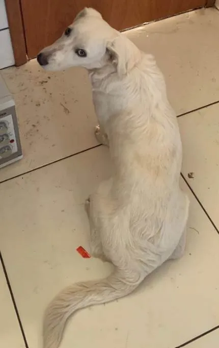 Cachorro ra a SRD-ViraLata idade 7 a 11 meses nome Gohan