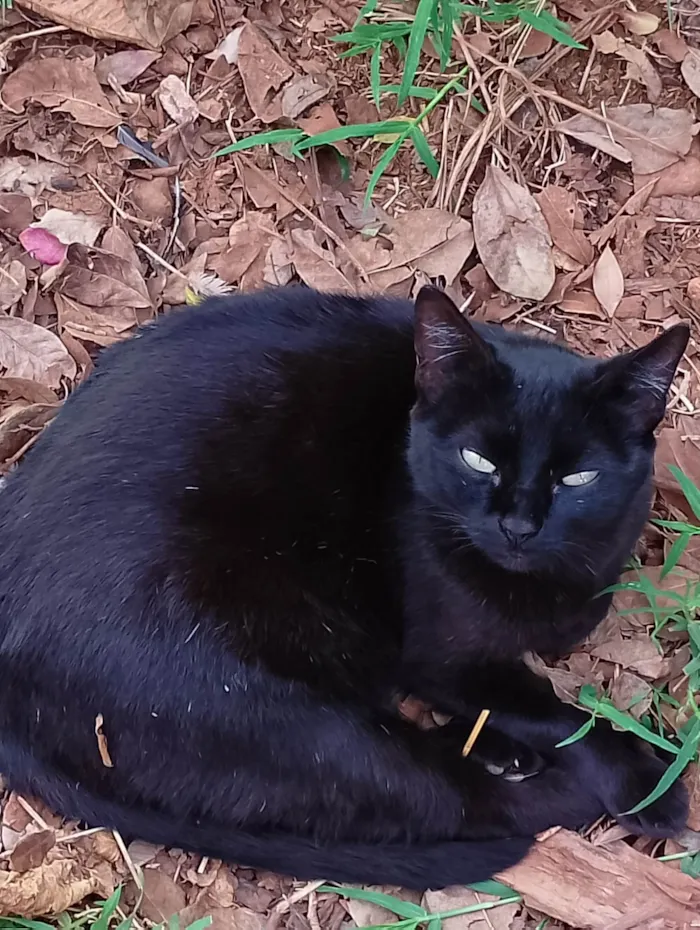 Gato ra a SRD-ViraLata idade 3 anos nome Neguinha
