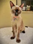Mia