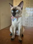 Mia