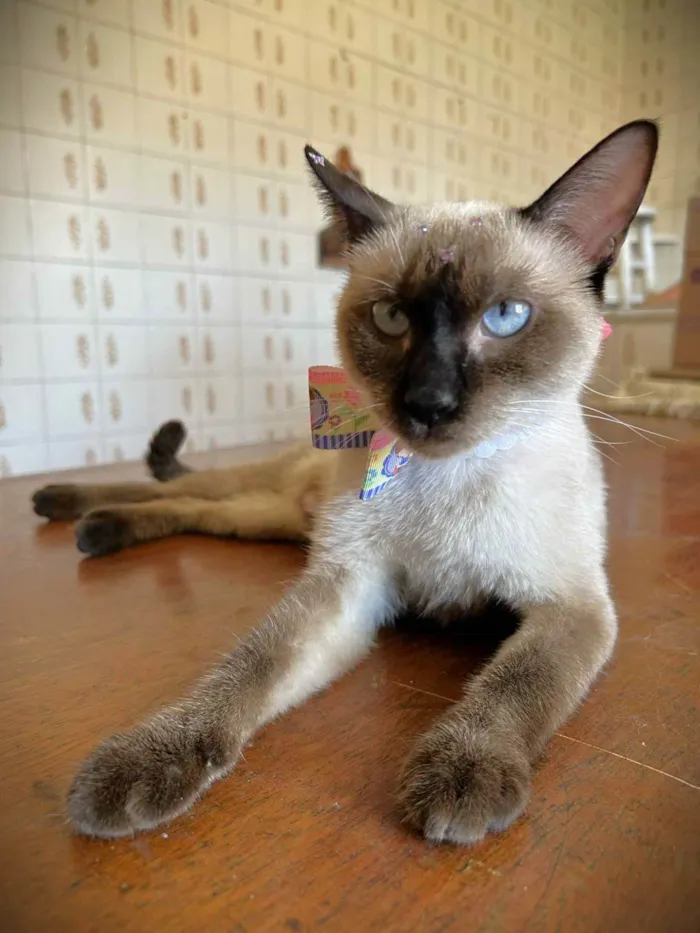 Gato ra a SRD-ViraLata idade 7 a 11 meses nome Mia