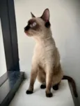 Mia