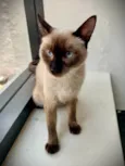 Mia