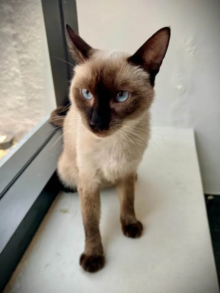 Gato ra a SRD-ViraLata idade 7 a 11 meses nome Mia