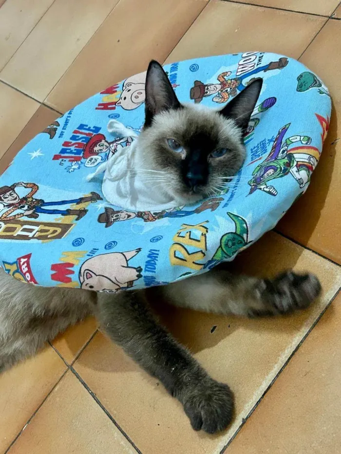 Gato ra a SRD-ViraLata idade 7 a 11 meses nome Mia