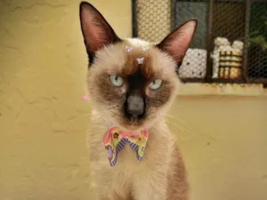 Gato raça SRD-ViraLata idade 7 a 11 meses nome Mia