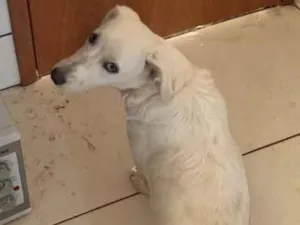 Cachorro raça SRD-ViraLata idade 7 a 11 meses nome Gohan