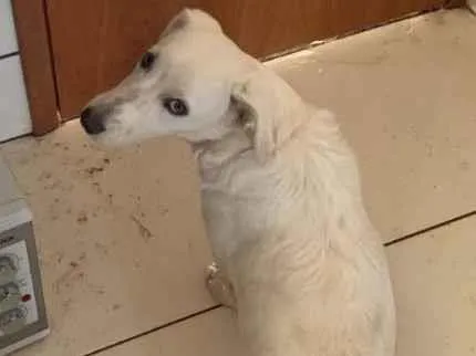 Cachorro ra a SRD-ViraLata idade 7 a 11 meses nome Gohan