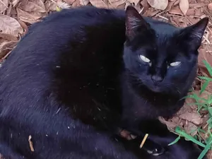 Gato raça SRD-ViraLata idade 3 anos nome Neguinha