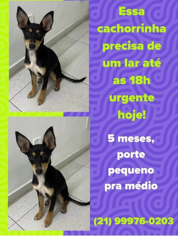 Cachorro ra a SRD-ViraLata idade 2 a 6 meses nome Belinha 