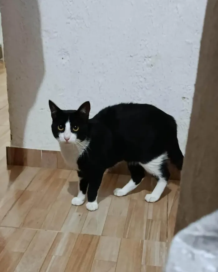 Gato ra a SRD-ViraLata idade 7 a 11 meses nome Salem 