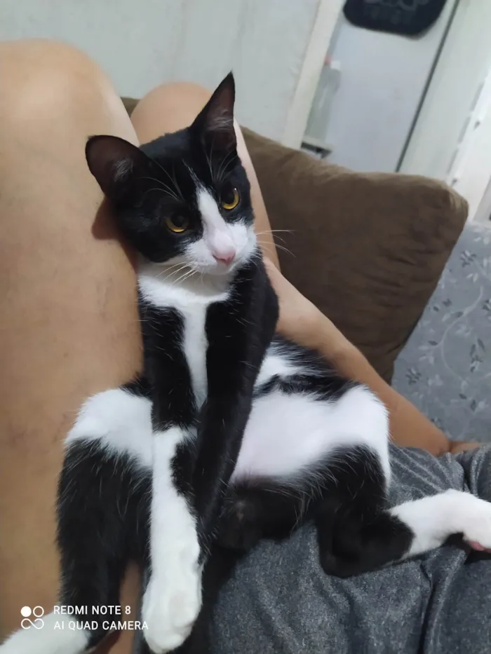 Gato ra a SRD-ViraLata idade 7 a 11 meses nome Salem 