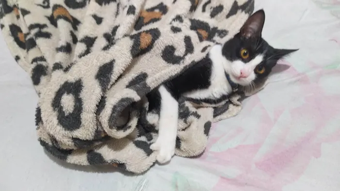 Gato ra a SRD-ViraLata idade 7 a 11 meses nome Salem 