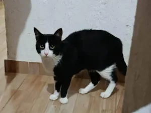 Gato raça SRD-ViraLata idade 7 a 11 meses nome Salem 