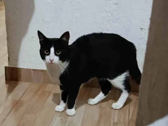 Gato ra a SRD-ViraLata idade 7 a 11 meses nome Salem 