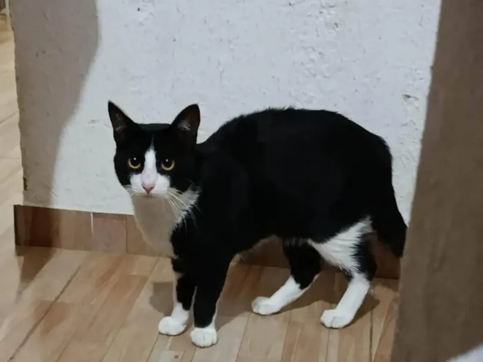Gato ra a SRD-ViraLata idade 7 a 11 meses nome Salem 